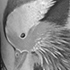 Mandarin Duck Tattoo